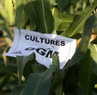 OGM: Les chiffres